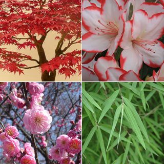 Kit Plantas para Jardim Japons